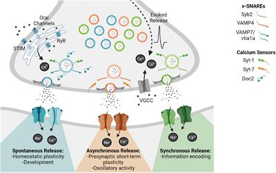 Frontiers | Nano-Organization At The Synapse: Segregation Of Distinct ...